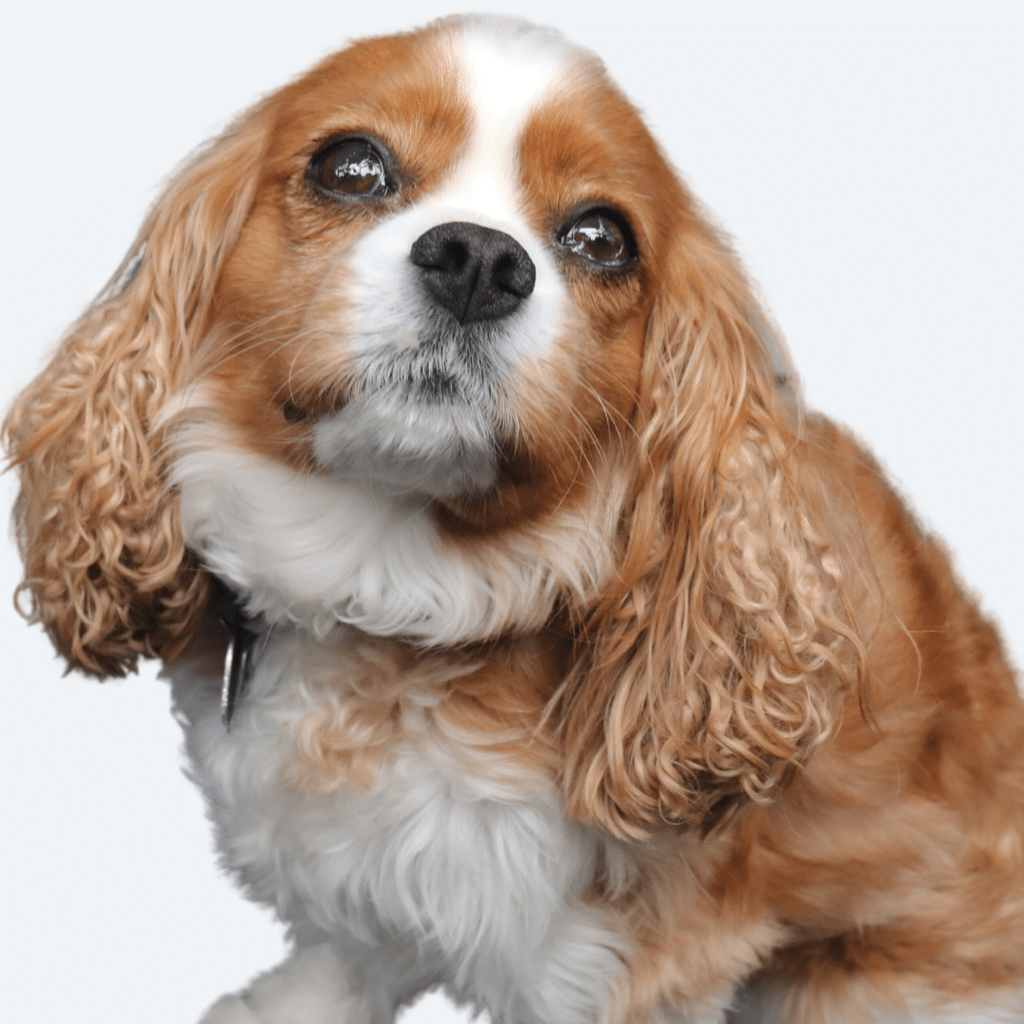 Murphy Headshot