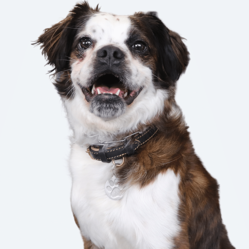 Teddy Headshot